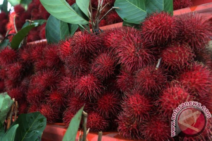 rambutan rapiah berasal dari