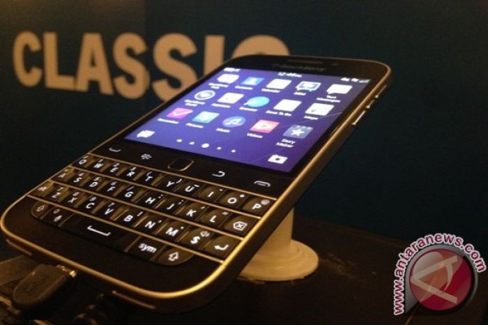 beda blackberry dan murbei terbaru