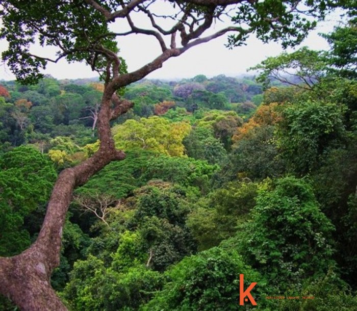 pohon hutan hujan tropis terbaru