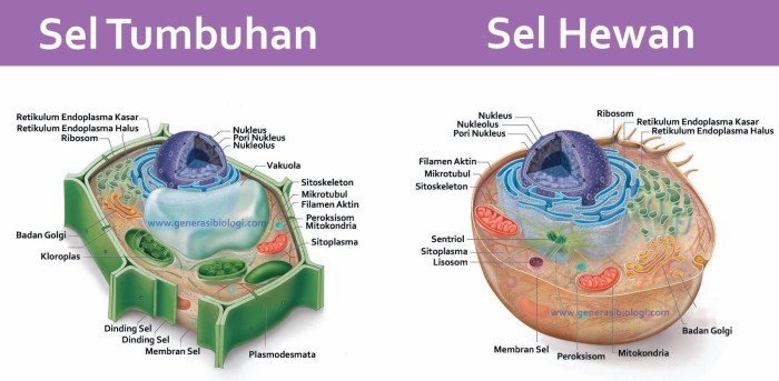 fungsi dari sel b pembelah adalah terbaru