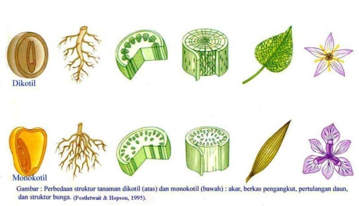 serai termasuk dikotil atau monokotil