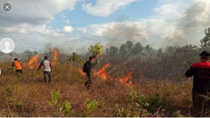 cerpen tentang kebakaran hutan