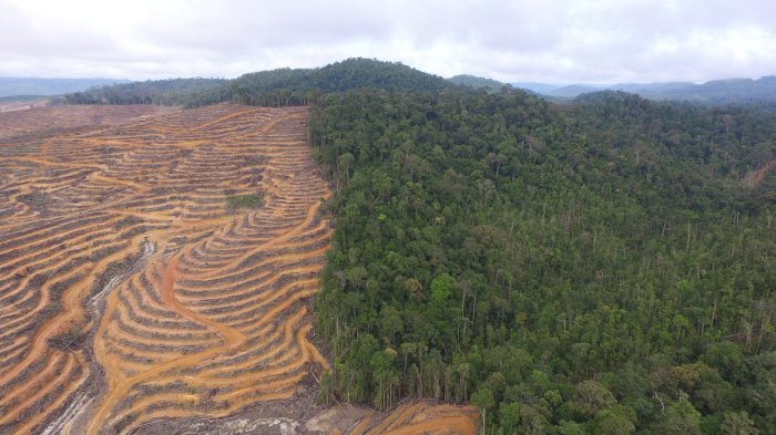 hutan larangan rumbio adat menjelajah coretan ur rimbawan