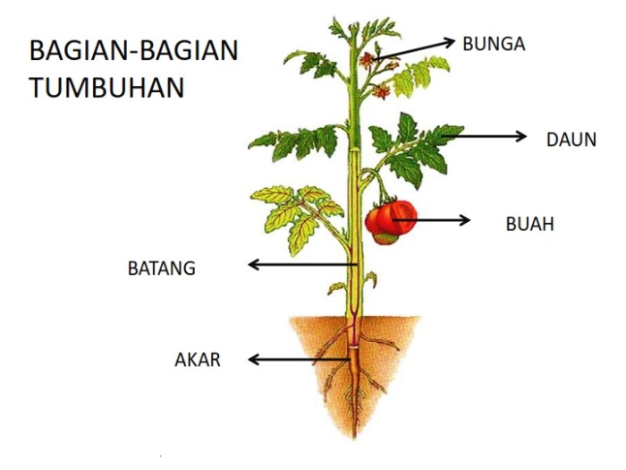 bagian bagian tumbuhan tomat