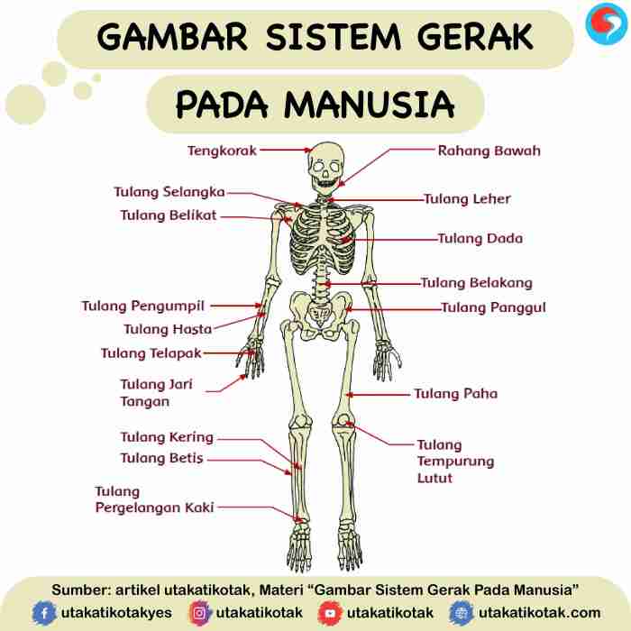 soal sistem gerak pada manusia kelas 8 terbaru