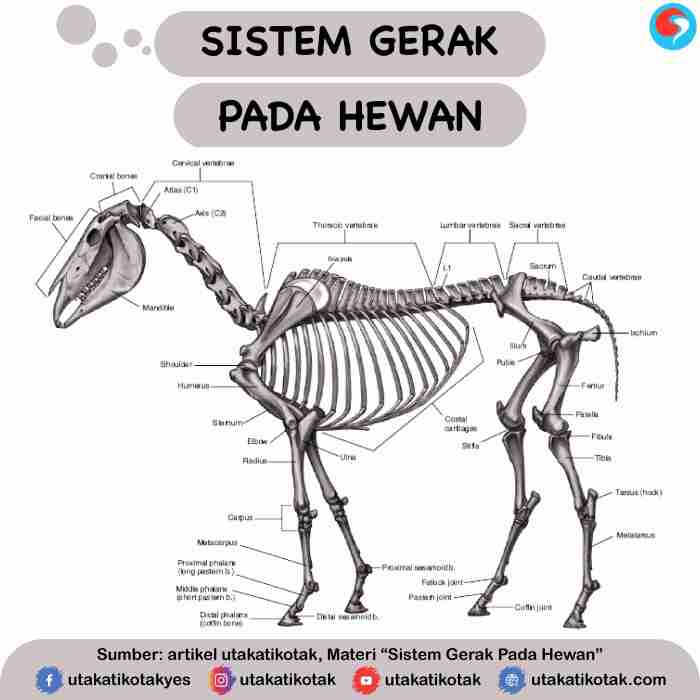 gambar organ gerak hewan terbaru