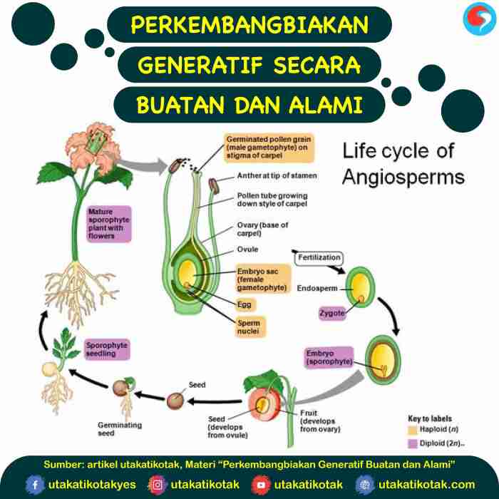 perkembangbiakan tumbuhan generatif vegetatif penjaskes