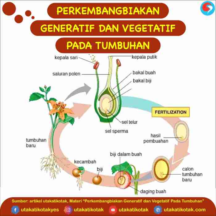 bunga padi akan tumbuh pada bagian terbaru