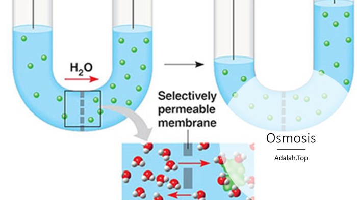 dasar teori difusi dan osmosis terbaru