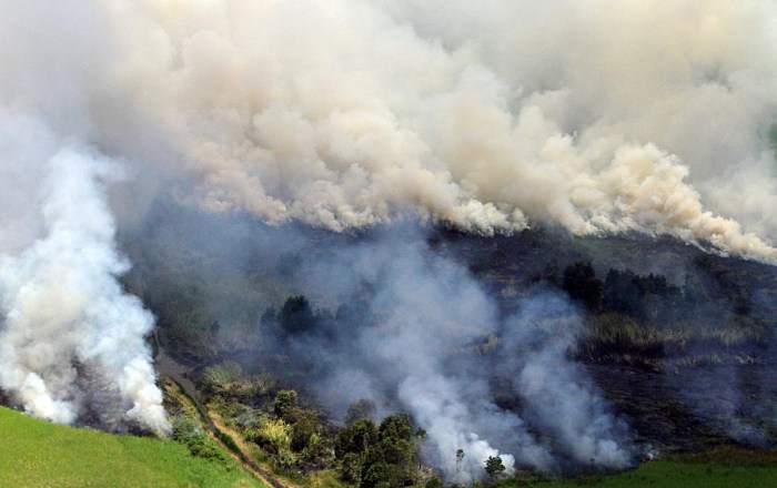 kebakaran hutan tahun 1982 karhutla terakhir indonesia alinea hebat kalimantan