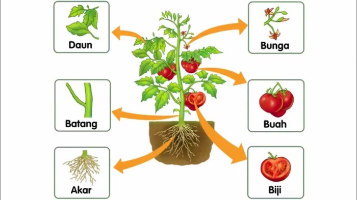 bagian tumbuhan dan fungsinya