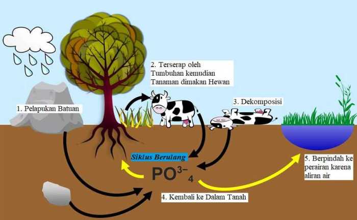 skema daur karbon dan penjelasannya