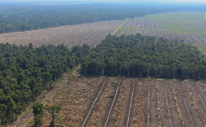 pemanfaatan hutan di papua terbaru