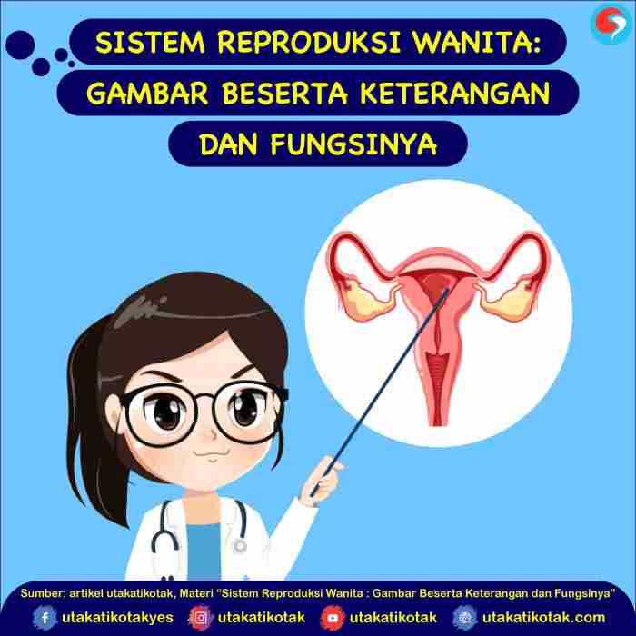 reproduksi pria dan wanita