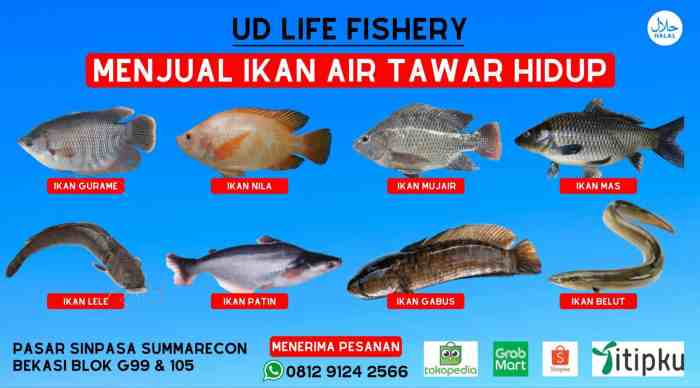 ikan gurame hidup di air