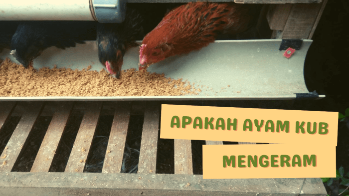 burung berapa