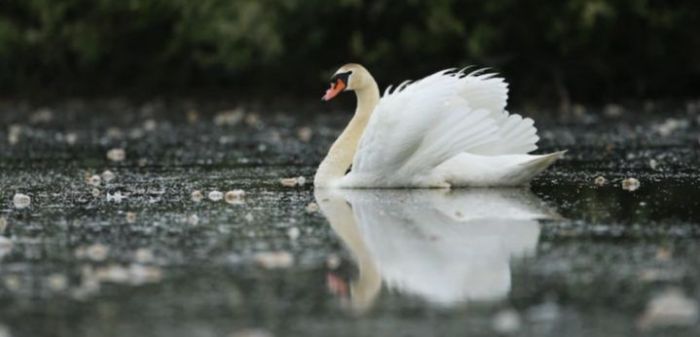 bebek itik perbedaan