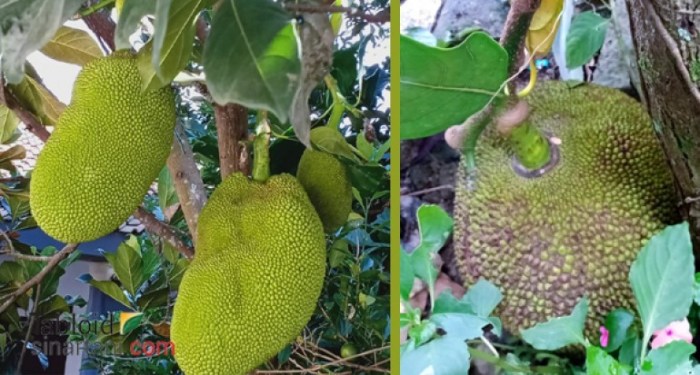 buah daun nangka pohon sirsak akar khasiat