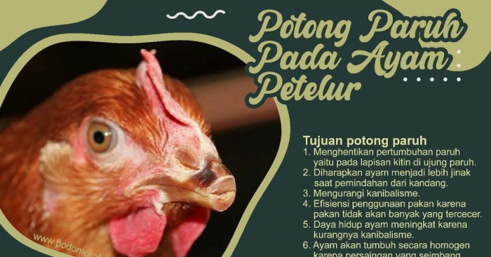 berapa hari ayam bertelur setelah kawin