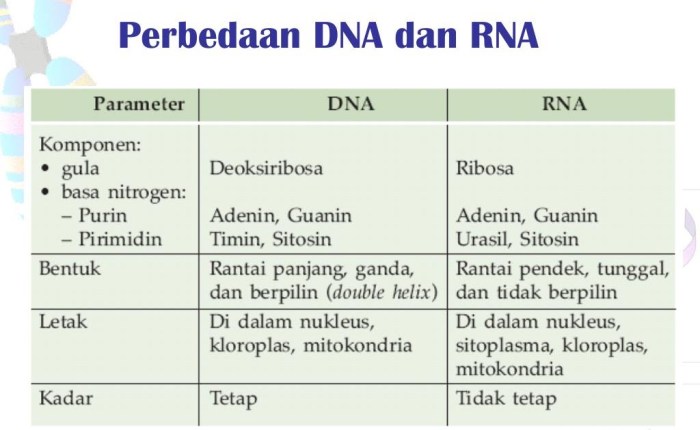 perbedaan dna dan rna tabel terbaru