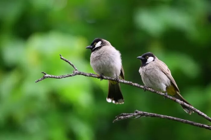 burung adalah hewan yang bisa tts lontong terbaru