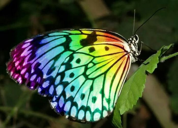 Look at the butterfly it beautiful colours