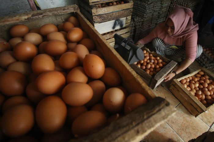 telur ayam broiler