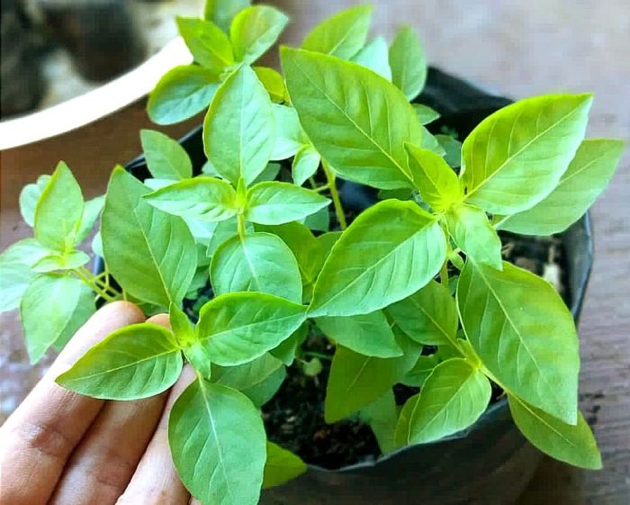 kemangi daun malayalam tanaman basil obat efek manfaat samping sayur lalapan tumbuhan benih berkhasiat enak selain juga whatiscalled bibit 1001indonesia