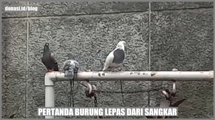 burung lepas dari sangkar