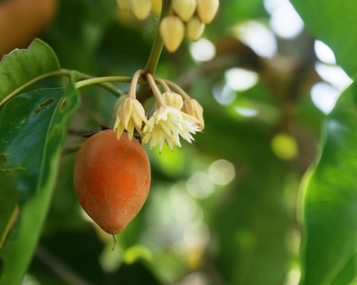 tanjung buah pokok dimakan bentuk sebenar rupa sejuk mimusops sedap