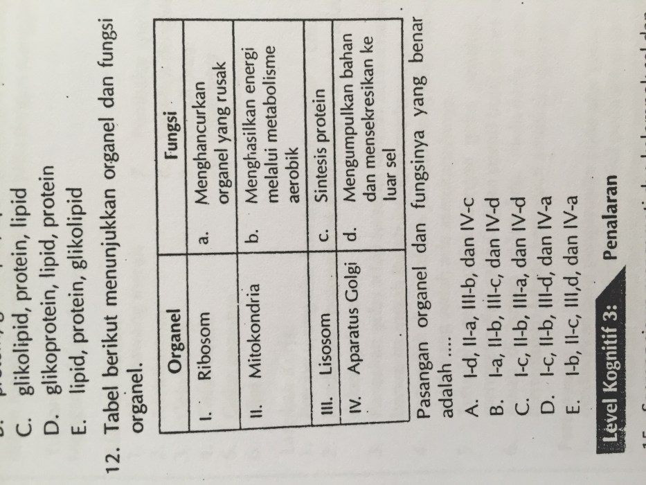 pasangan organel dan fungsinya terbaru