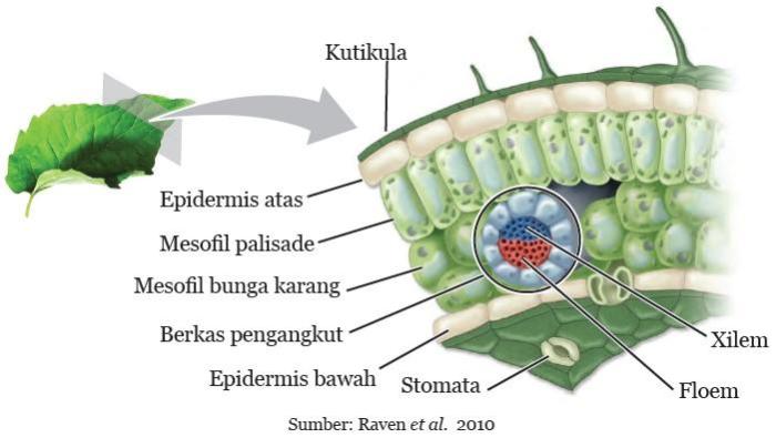 gambar penampang melintang daun