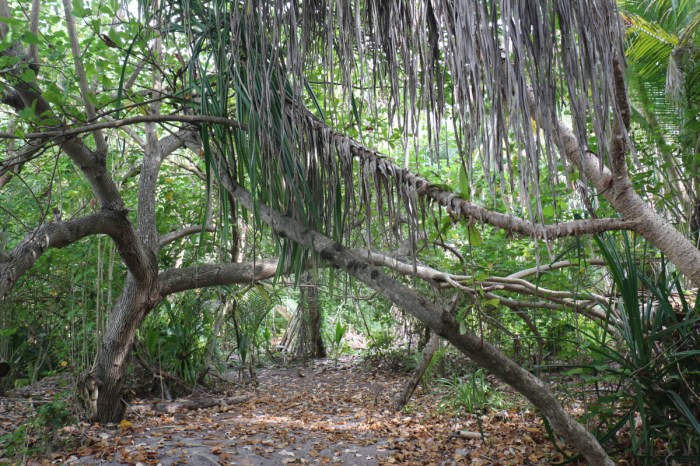 tumbuhan yang ada di hutan terbaru