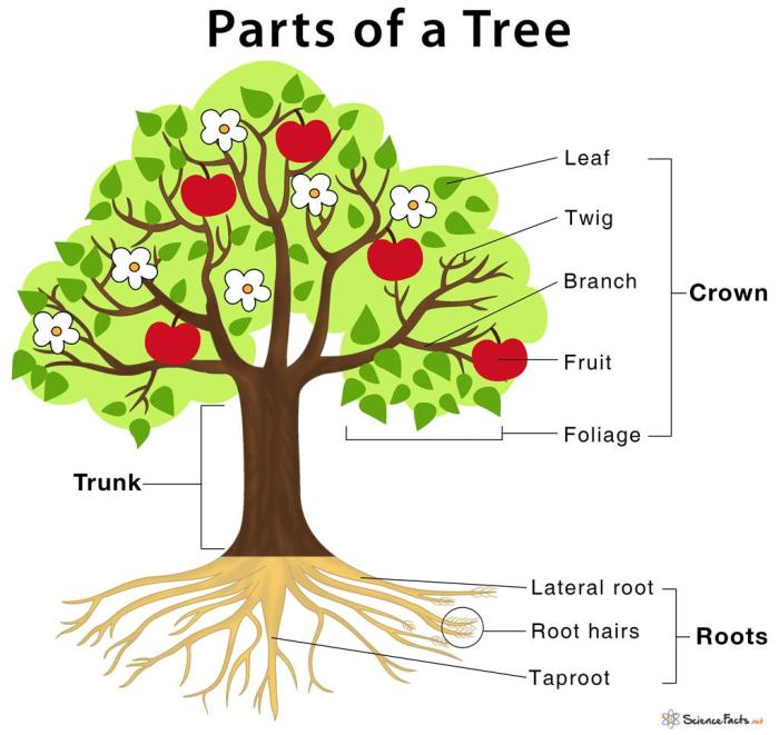 bagian bagian pohon pinus