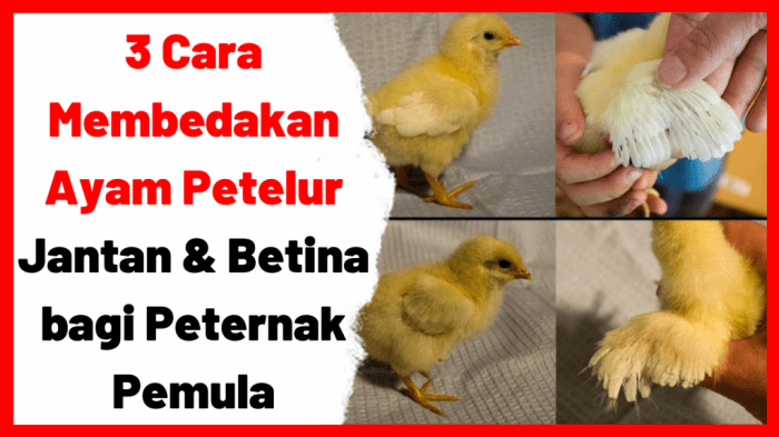 perbedaan ayam jantan dan betina