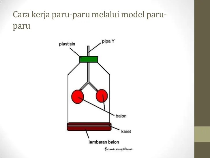 cara kerja alat peraga pernapasan manusia