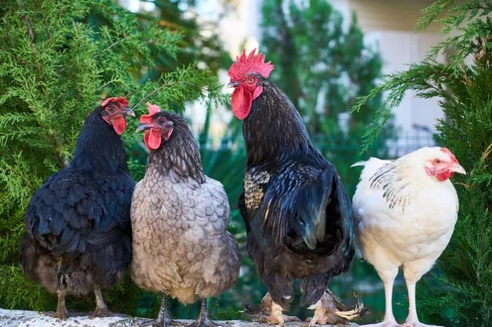 jumlah tangan ayam sebanyak