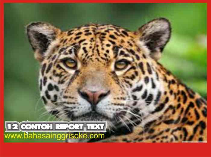 contoh report text tentang kucing terbaru