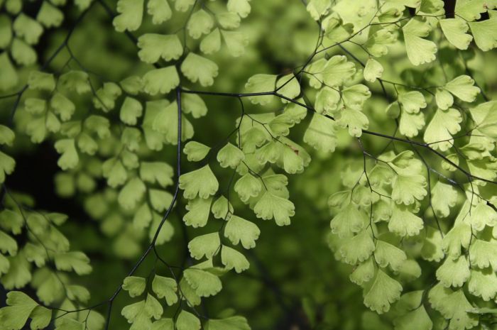 tumbuhan paku tanaman sejati pakuan klasifikasi ciri berbiji pteridophyta dari mengenal mediatani kelompok manfaat pengetahuan ilmu gametofit