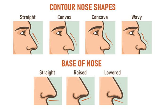 hidung mancung dalam bahasa inggris