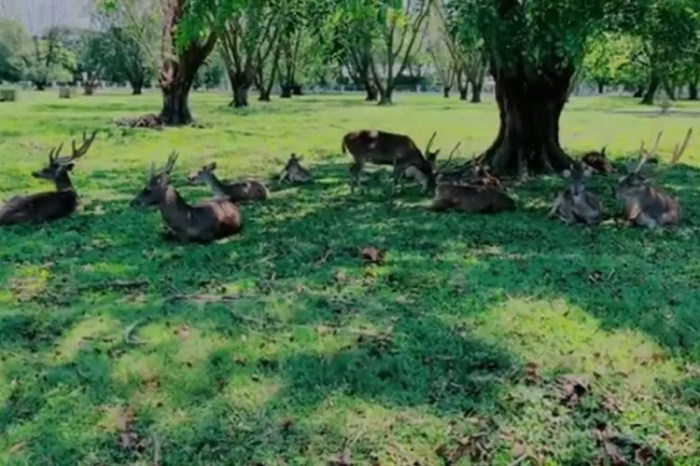 taman rusa bumi patra indramayu