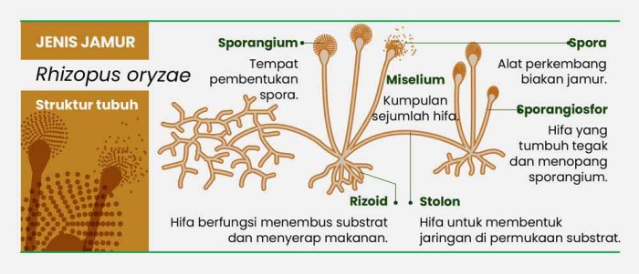 bagian bagian jamur tempe terbaru