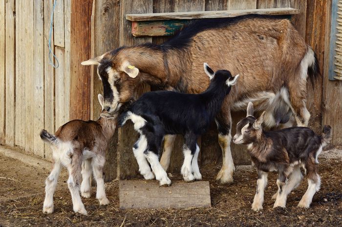 skema siklus hidup kambing terbaru