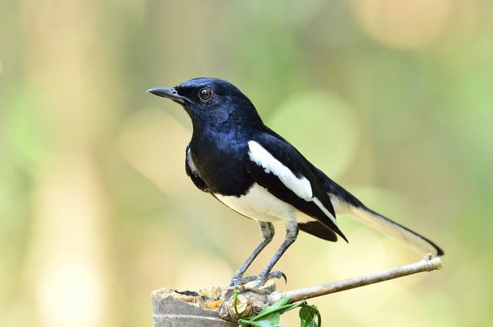 burung kutilang dinyanyikan dengan tempo