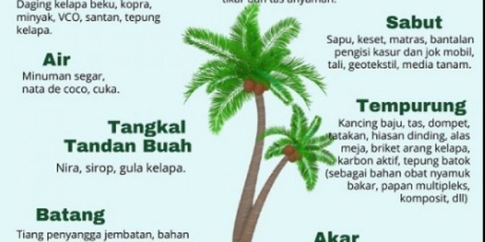 teks observasi pohon mangga terbaru