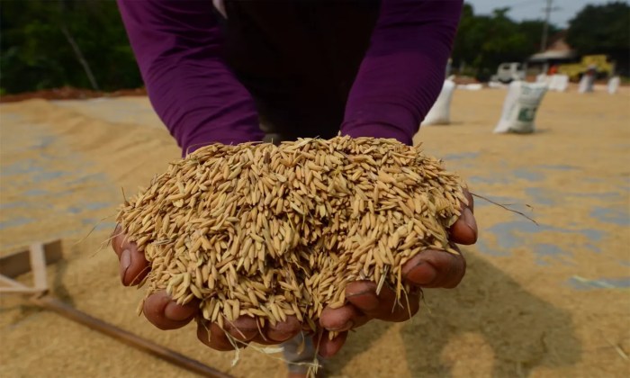 mesin pembersih paddy gabah basah