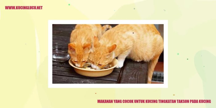 tingkatan takson pada kucing