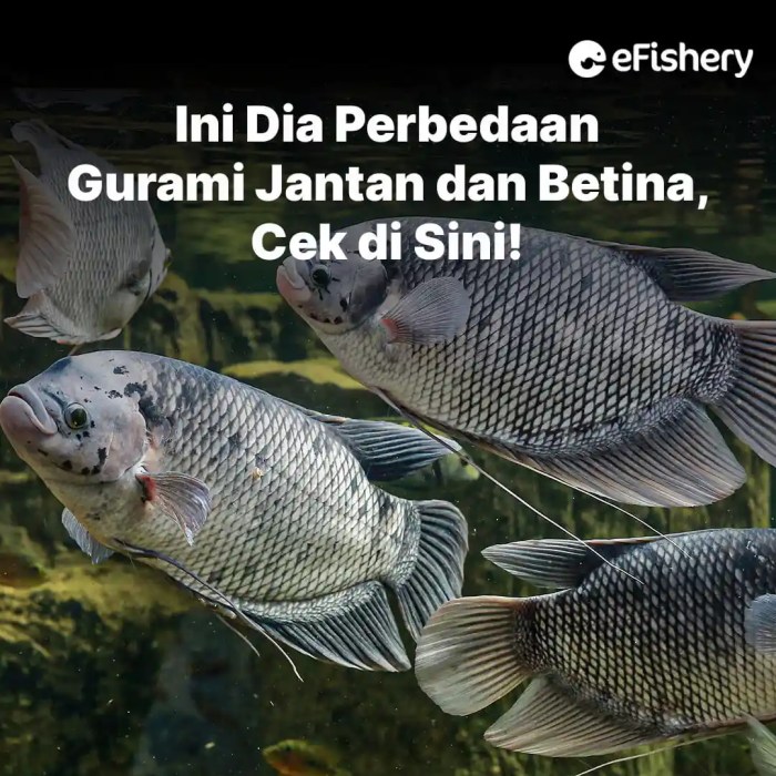 perbedaan koki jantan dan betina terbaru