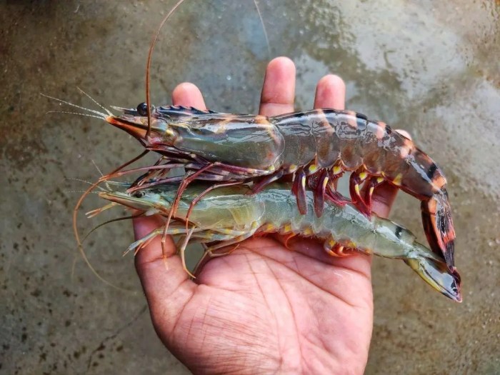 udang segar sembilang shrimp umpan sungai paling ciri muara cara prawns jitu memancing sehat memilih dietetics keadaan hitam morfologi klasifikasi