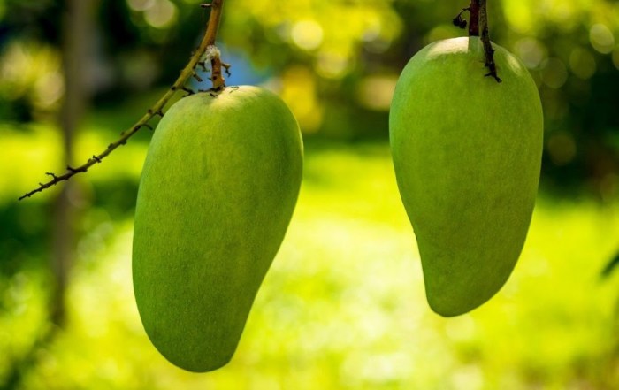 bahasa jepang buah buahan terbaru